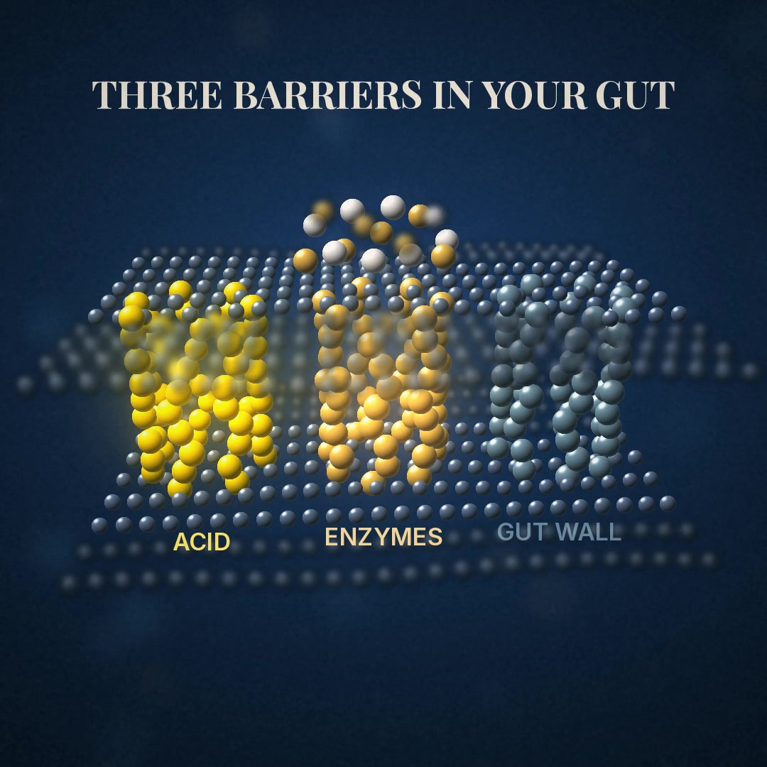 Explainer: three barriers in your gut. Acid, enzymes and the gut wall