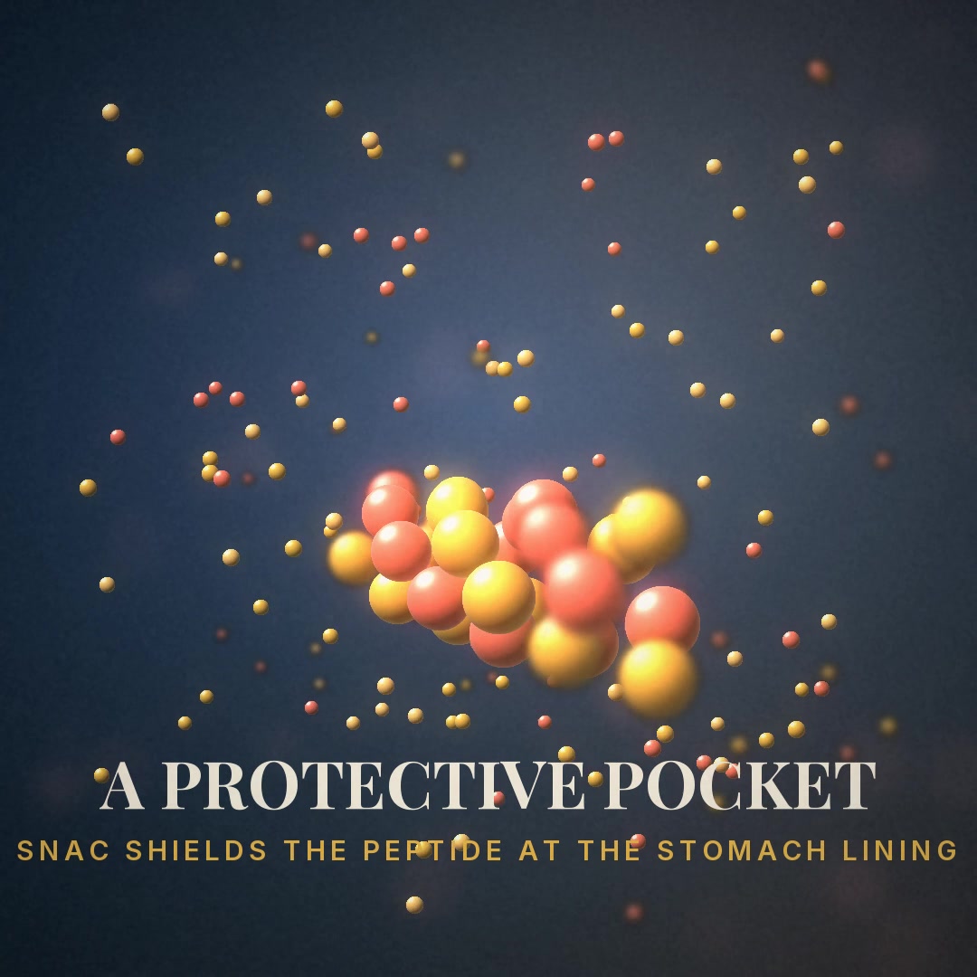 Explainer: SNAC makes a protective pocket and helps semaglutide pass through the stomach lining